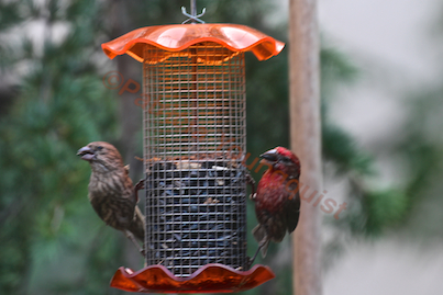 part 6 small peanut feeder back story of tllg s rain or shine feeder, outdoor living, pets animals, urban living, AND on occasion a couplr of birds will perch on the feeder to access food from the feeder such as this house finch couple is doing