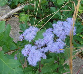 fall in rural north alabama, flowers, landscape, outdoor living, My favorite fall wildflower Blue mist flower aka hardy ageratum eupatorium coelestinum