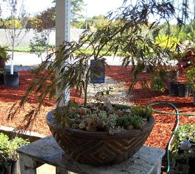 pot rambling, container gardening, flowers, gardening, hydrangea, perennials, Japanese Maple bonsai under planted with mondo grass and sedum