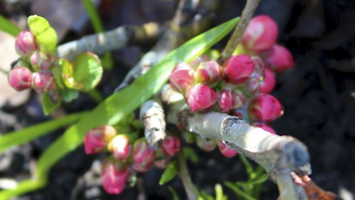 anticipating some blooms in my spring garden, flowers, gardening, Much loved flowering quince is bursting with anticipation of it s pink coral blooms