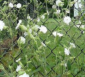 q please help identify this plant, flowers, gardening