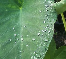 saving elephant ears, gardening, Elephant Ears It s sad to see them go but if northern gardeners want a tropical garden they have to take matters into their own hands