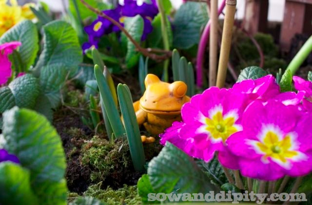kick start your spring garden, flowers, gardening, Gently plant Primulas between your emerging bulbs