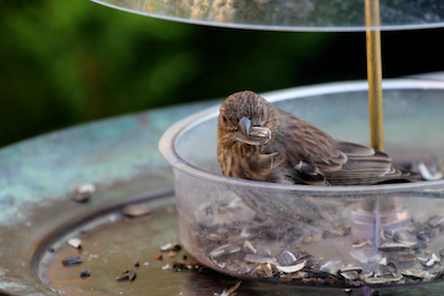 part 2 back story of tllg s rain or shine feeders, outdoor living, pets animals, urban living, Female House Finch is comfy when the dome feeder is not hanging This image was featured with a narrative on Blogger