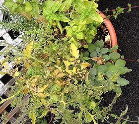 tomato plant leaves turning yellow, tomato plant in herb container
