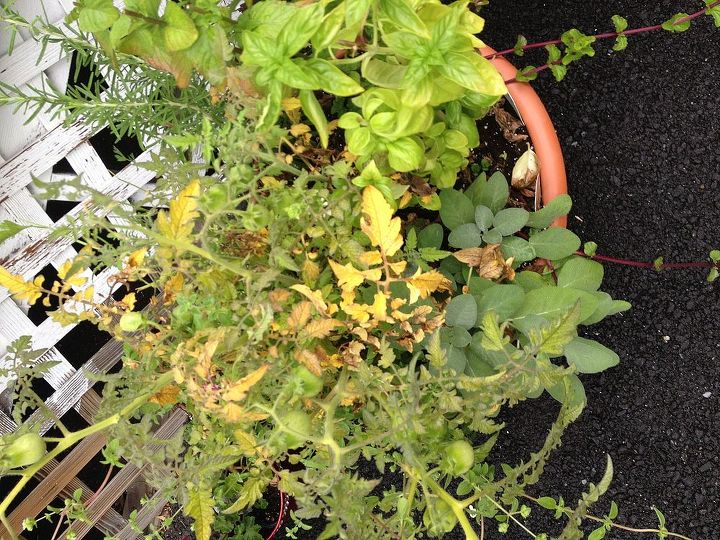 tomato plant leaves turning yellow, container gardening, gardening, tomato plant in herb container