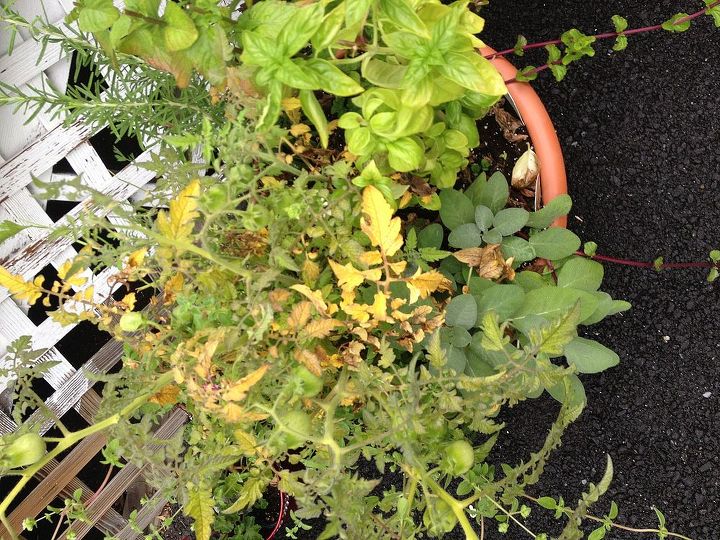 tomato plant leaves turning yellow, tomato plant in herb container