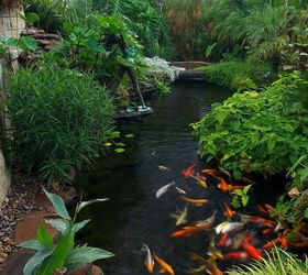 koi bring color activity and tranquility to the landscape, outdoor living, ponds water features, Hard to create a paradise in your yard without koi
