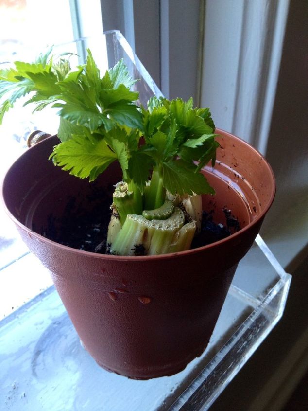 regrow celery yes you can, gardening, urban living, Regrowth on celery stalk 2 days