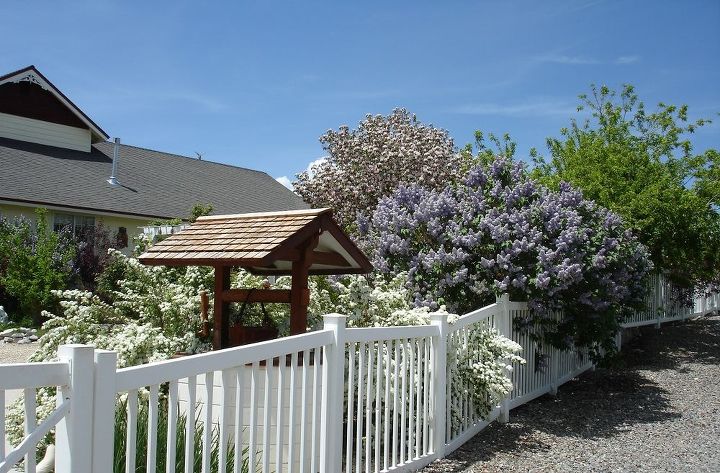 gardening, It was a wonderful year for my Lilacs