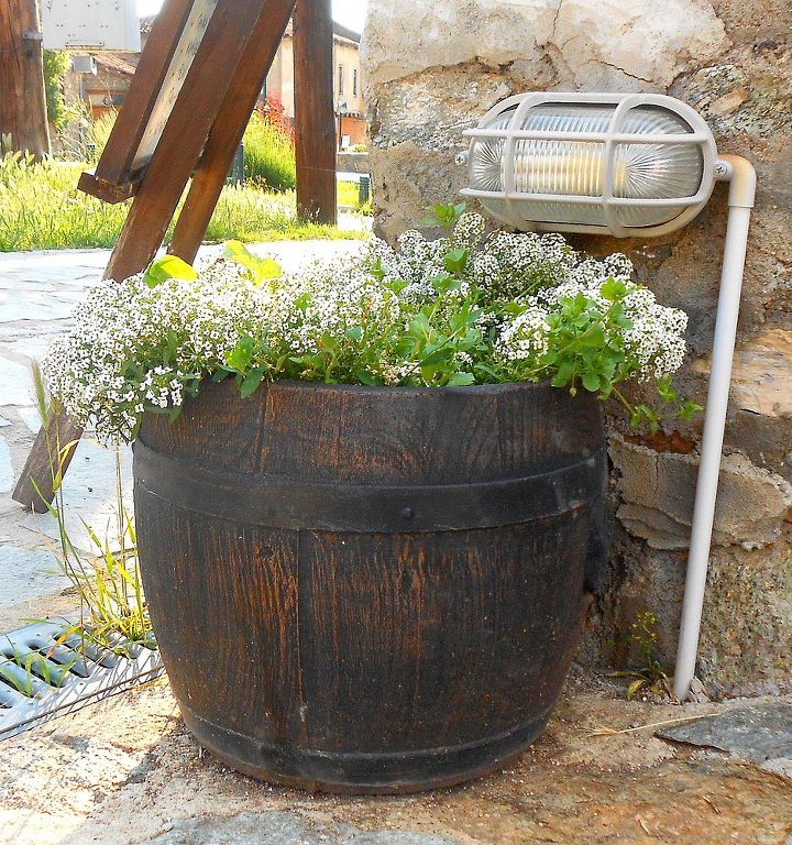 flower ideas for barrel pots and planters, flowers, gardening, repurposing upcycling, white alyssum