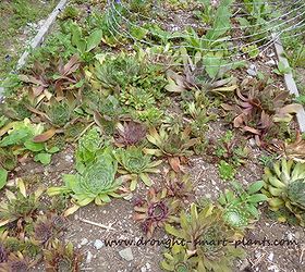 sempervivum how to remake your hens and chicks, flowers, gardening, Any left over get planted into the beds these have chicken wire on the bottom and only about 3 4 of soil in them although they are set on top of deeper soil This is to prevent the pocket gophers from digging them up