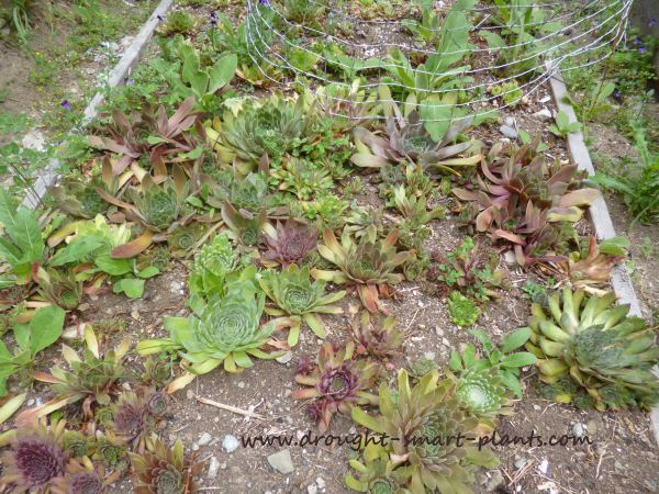 sempervivum how to remake your hens and chicks, flowers, gardening, Any left over get planted into the beds these have chicken wire on the bottom and only about 3 4 of soil in them although they are set on top of deeper soil This is to prevent the pocket gophers from digging them up