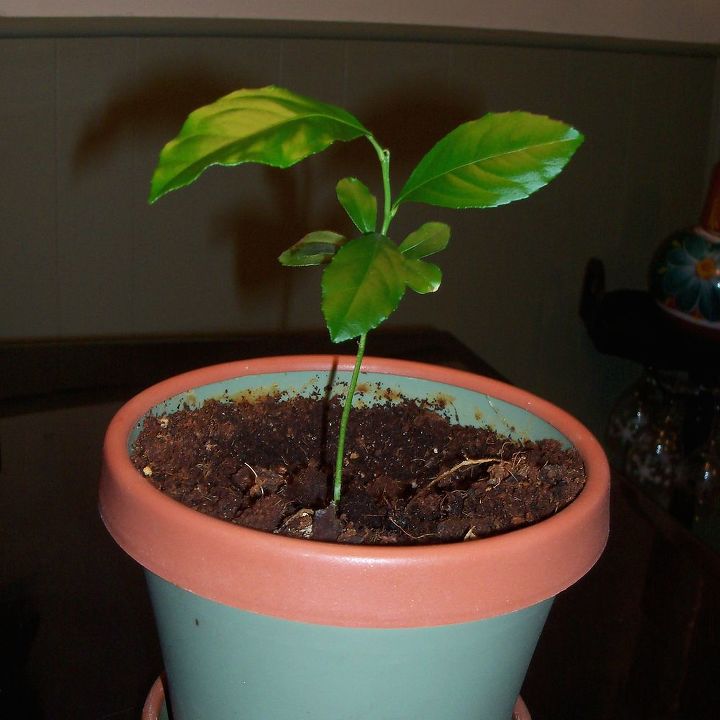 growing lemon tree from seeds, gardening