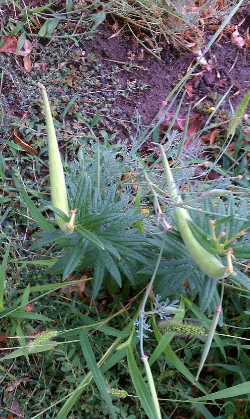 does anyone know this flower, flowers, gardening