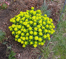 growing euphorbia polychrome from seed, gardening