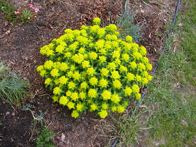 growing euphorbia polychrome from seed, gardening