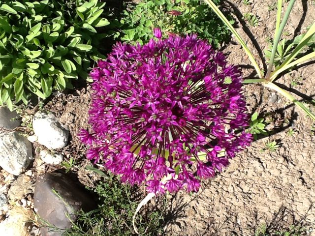 perennial giants, flowers, gardening, perennials, Alliums or ornamental onions There are some real giants out there and the bees love them too