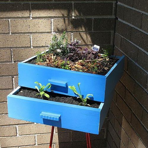 some more garden art, gardening, outdoor living, repurposing upcycling, succulents, Old kerbside find dresser drawers painted blue and planted up with lobelia seedlings and rosemary and marigold seedlings sitting on an old red metal stool