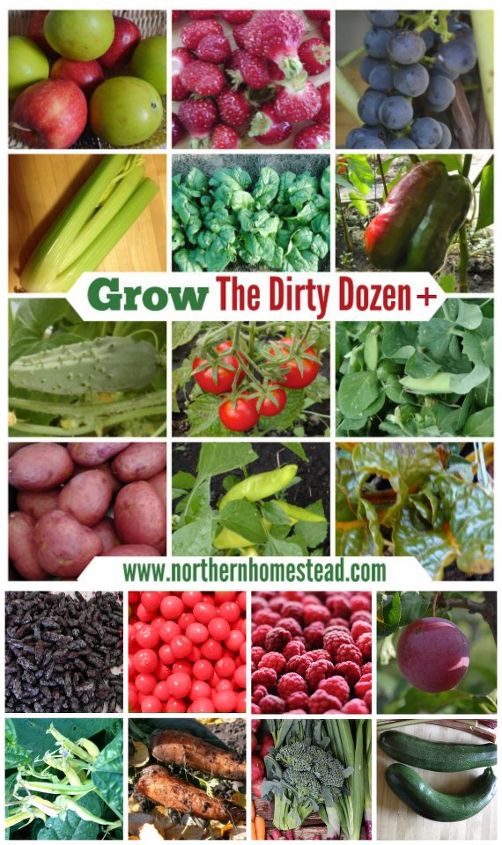 growing foods from the dirty dozen list, gardening, homesteading