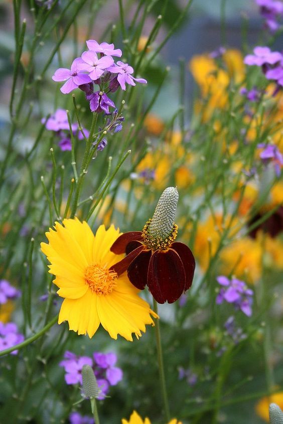 thinking drought resistant add your favorite plant, gardening, Yellow coreopsis lavender wallflower