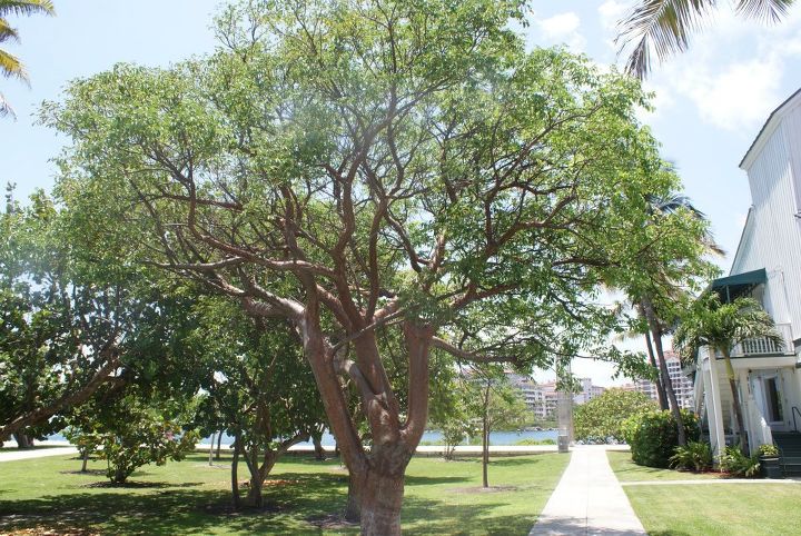 here are some new pictures, gardening, outdoor living, Florida Native Gumbo Limbo Tree