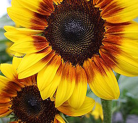 part 2 of album practically care free flowers amp showstoppers, flowers, gardening, perennials, Sunflower TREE multicolored Mixtured Grown by seen only a couple weeks back Seed s grow within 2 weeks you can still plant them now and have them all ready to plant within 2 3 weeks