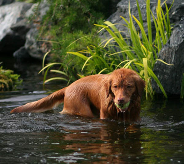 dogs love ponds, outdoor living, pets animals, ponds water features, A game of catch gets even better when a pond is involved