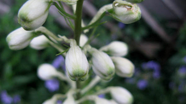 consejo para plantar semillas de delphinium en otoo y ms, Hermosa desde el capullo hasta la floraci n
