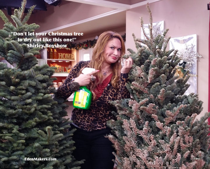 tips for keeping your christmas tree fresh longer, seasonal holiday d cor, Shirley Bovshow offers solutions for keeping your tree fresh for months