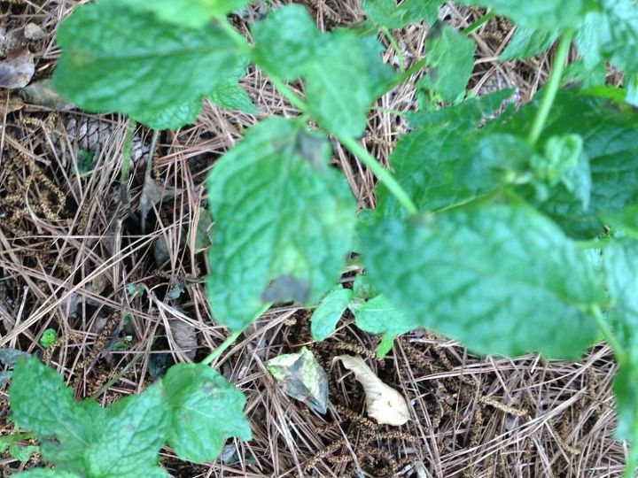 white spots and black spots on plants remedy, gardening, It s kinda hard to see in pic black spots on Mint