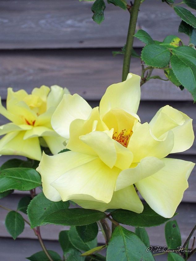 granddaddy loved yellow roses, flowers, gardening, hibiscus
