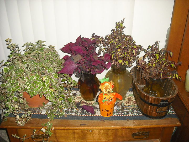 my succalent garden brought in for winter and coleus rooting for spring, gardening