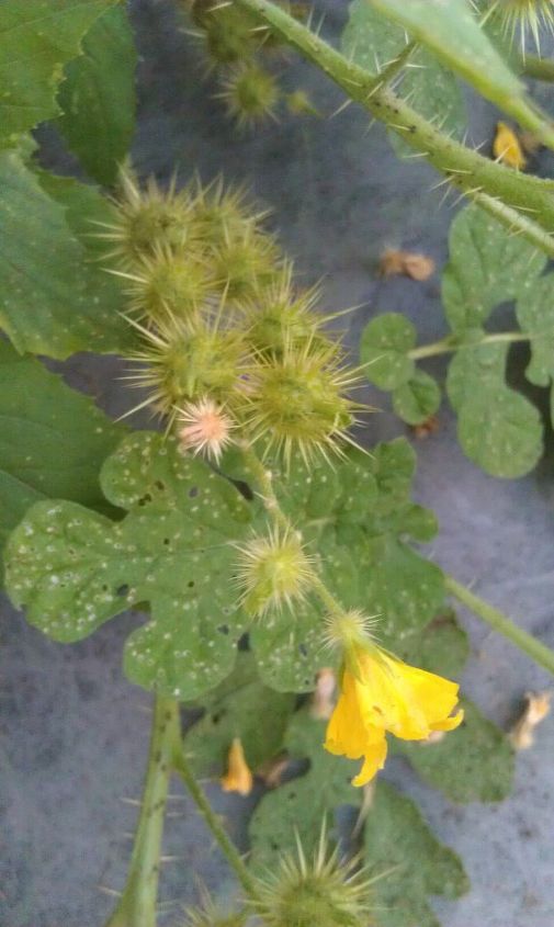 gardening, gardening, Thorny cantaloupe watermelon What kind of vegetable or fruit is this