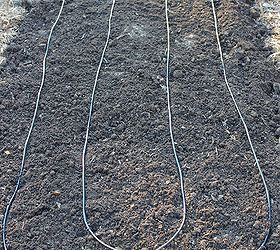 never water your garden again, gardening, Drip tubing before being covered in mulch