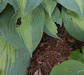 holes in hosta leaves it might not be who you think, Hosta Lakeside Shore Master with damage