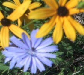 just some of the flowers in our yard, flowers, gardening, Black Eyed Susan and Chicory