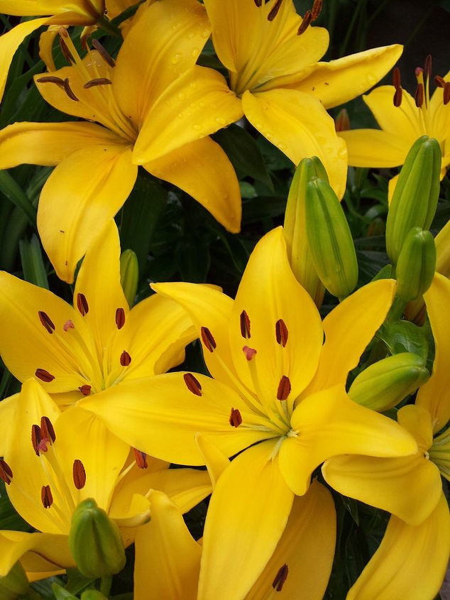 part 2 of album practically care free flowers amp showstoppers, flowers, gardening, perennials, Lily Perennial Botannical Name Lilum Mostly Sun to Partial Shade They multiply each year as well as grow in height
