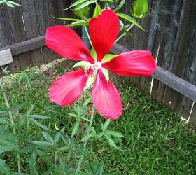 backyard flower garden, flowers, gardening, hibiscus, Texas Star Hibiscus