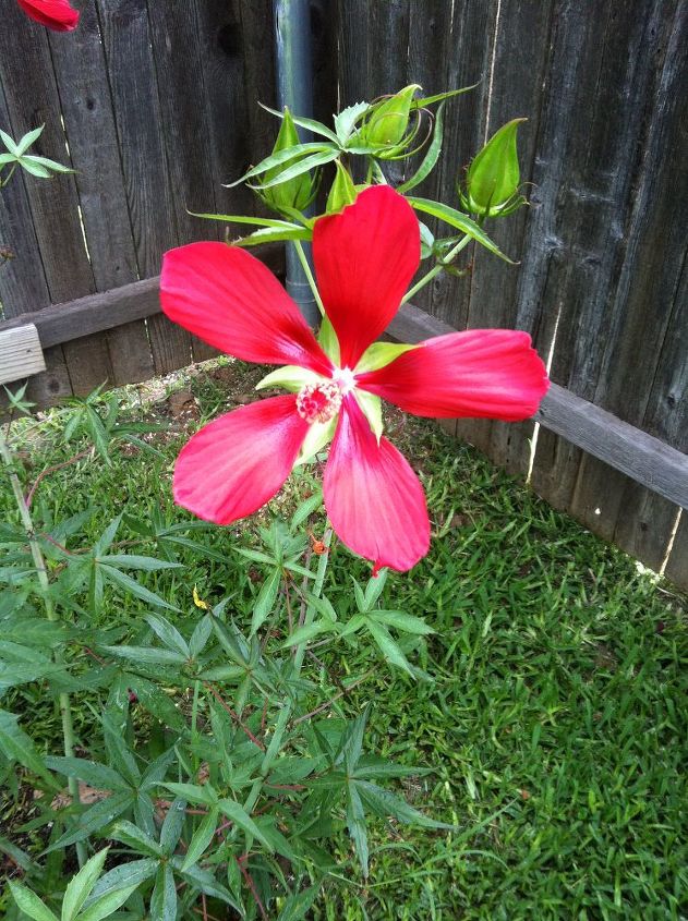 backyard flower garden, flowers, gardening, hibiscus, Texas Star Hibiscus