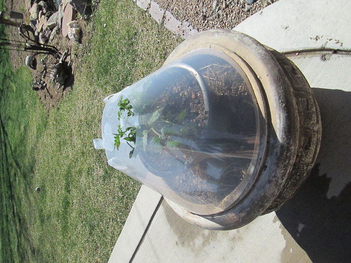 greenhouse cone, gardening
