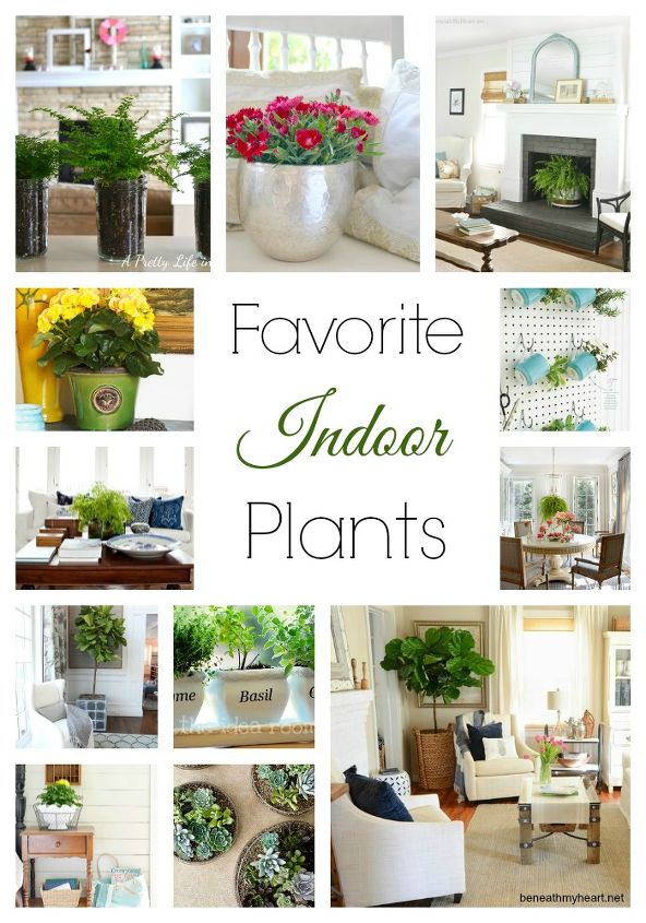 favorite indoor plants, gardening, home decor