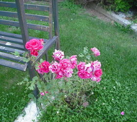 sharing my roses and flowers with garden 3, flowers, gardening, hibiscus