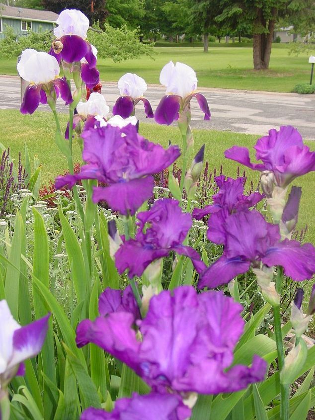 my gardens my breath of fresh air, flowers, gardening, Beautiful Iris