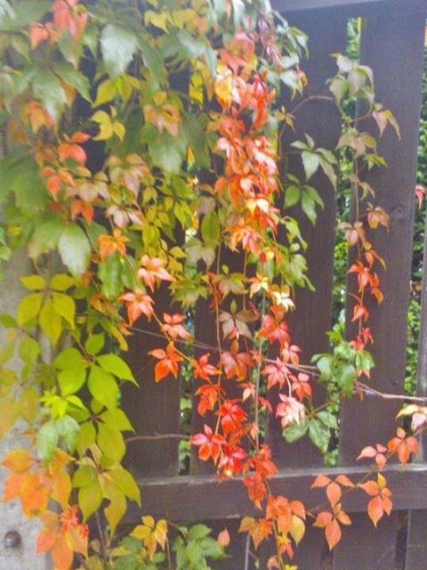 autumn on its way, gardening, taken 29 9 13