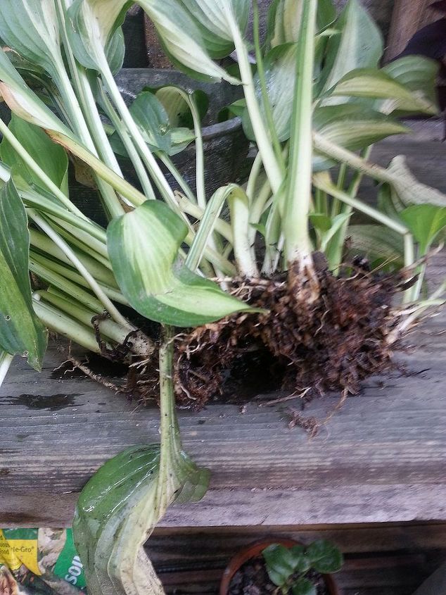 voles and moles, gardening, pest control, This is what voles do to hostas Notice the roots are eaten clean up to the stem