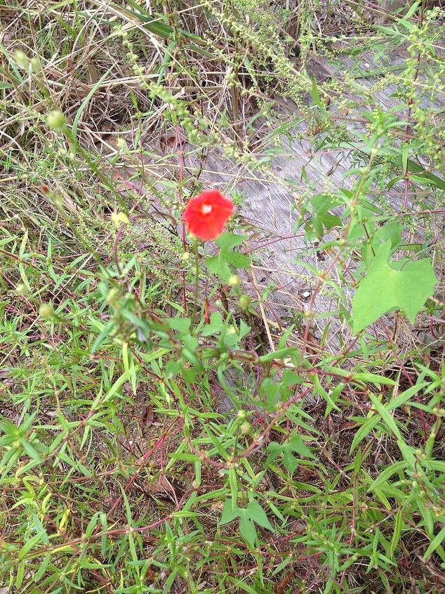 help me identify this plant please, flowers, gardening