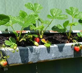 planting strawberries in old gutters, gardening, repurposing upcycling