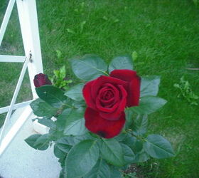 sharing my roses and flowers with garden 3, flowers, gardening, hibiscus, This is a Rosa looked like velvet when it opened even more was so pretty