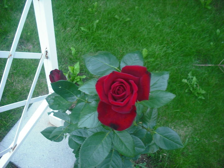 compartilhando minhas rosas e flores com o jardim 3, Essa uma Rosa parecia veludo quando se abriu ainda mais ficou t o linda